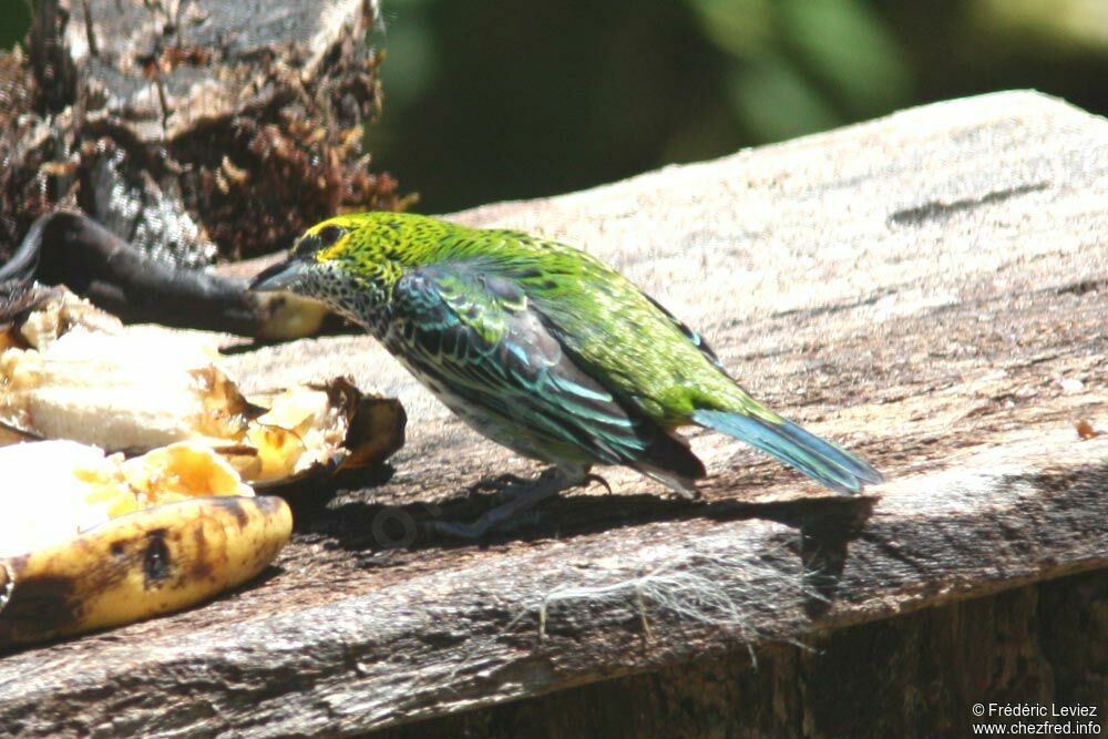 Calliste tiquetéadulte, identification