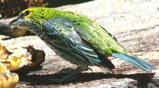 Speckled Tanager