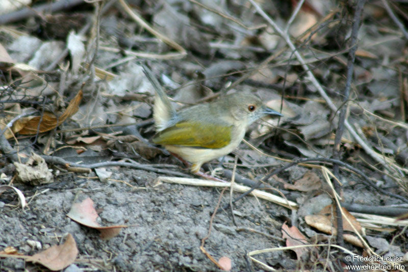 Camaroptère à dos grisadulte