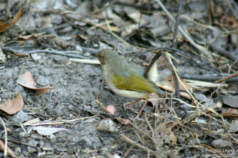 Grey-backed Camaropteraadult