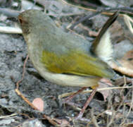 Grey-backed Camaroptera