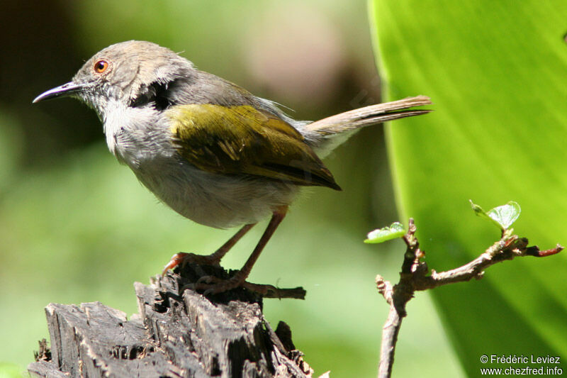 Green-backed Camaropteraadult