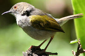 Green-backed Camaroptera