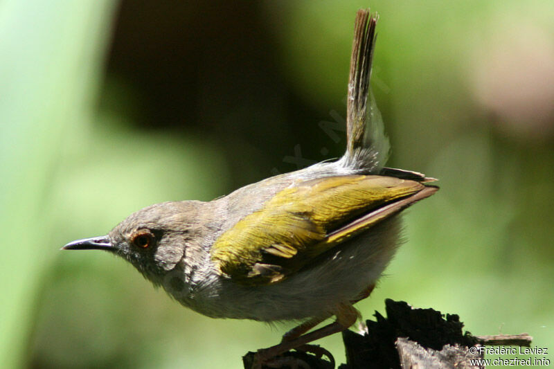 Camaroptère à tête griseadulte