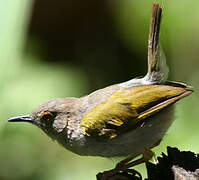 Green-backed Camaroptera