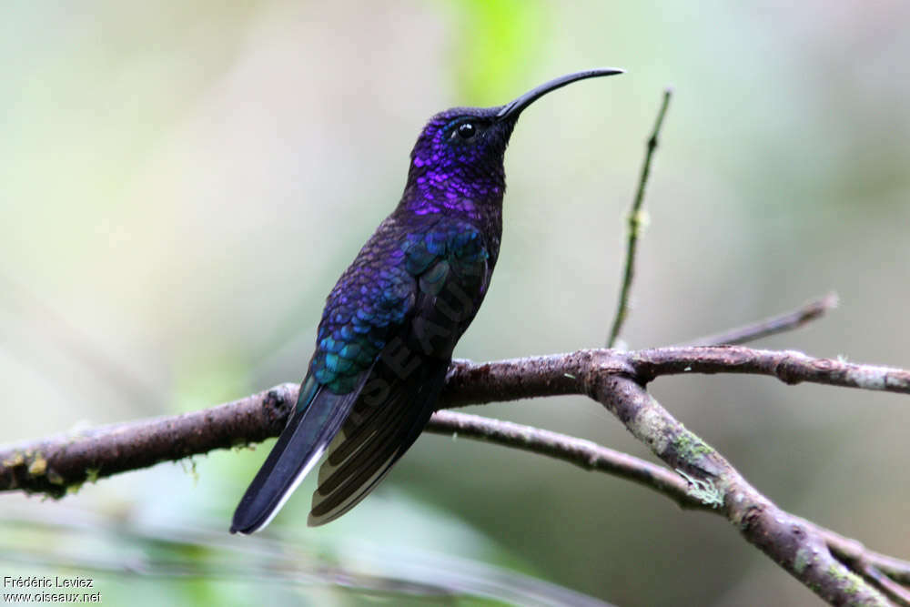 Violet Sabrewing male adult, identification