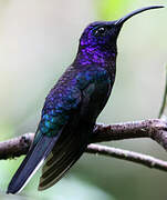 Violet Sabrewing