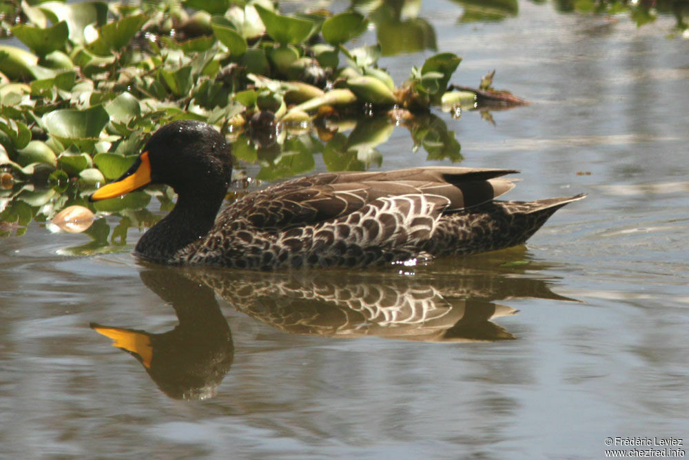 Yellow-billed Duckadult, identification