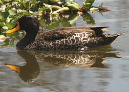 Yellow-billed Duck