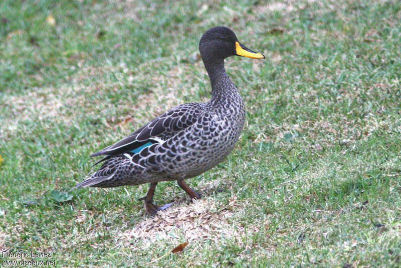 Yellow-billed Duck male adult, pigmentation, walking