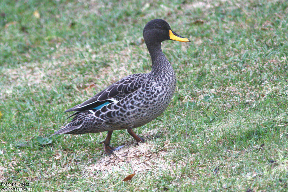 Canard à bec jaune mâle adulte, pigmentation, marche