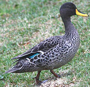 Yellow-billed Duck