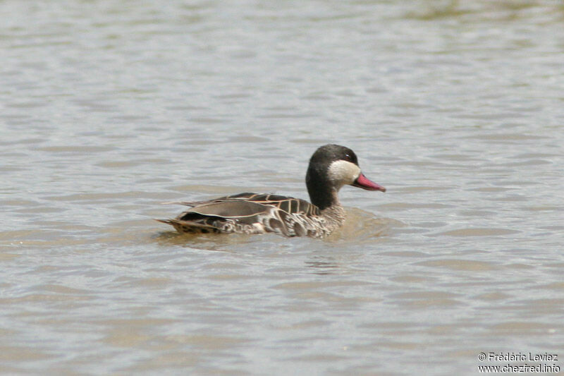 Canard à bec rougeadulte