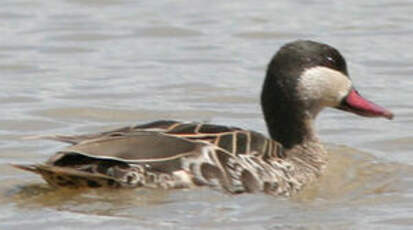 Canard à bec rouge