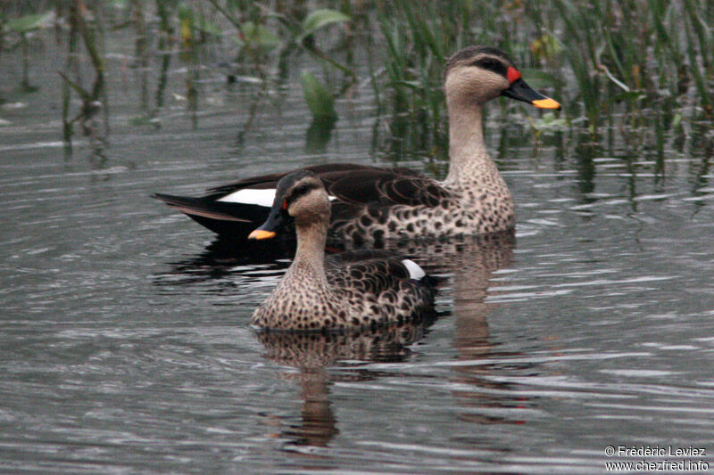 Canard à bec tacheté , identification