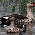 Canard à bec tacheté