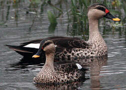 Indian Spot-billed Duck