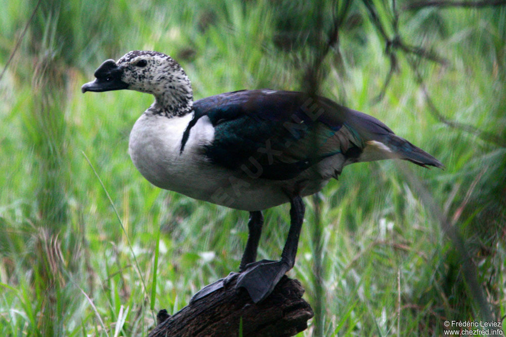 Knob-billed Duckadult, identification