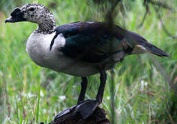 Knob-billed Duck