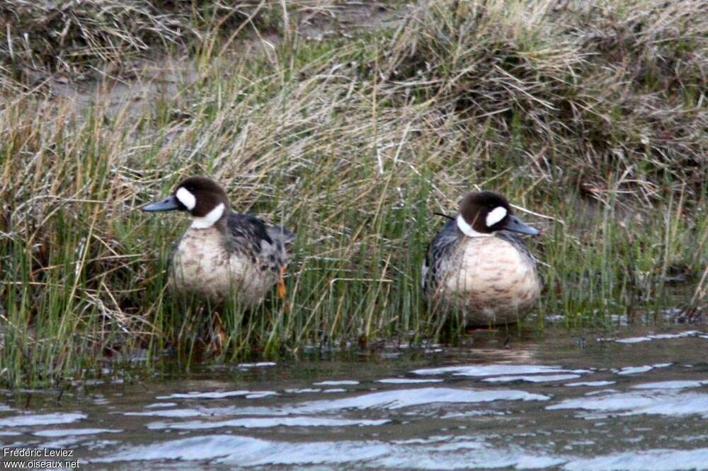 Bronze-winged Duckadult