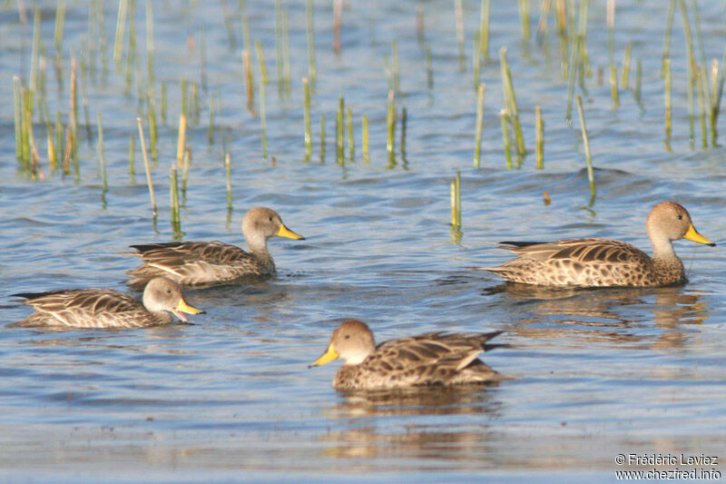 Canard à queue pointue