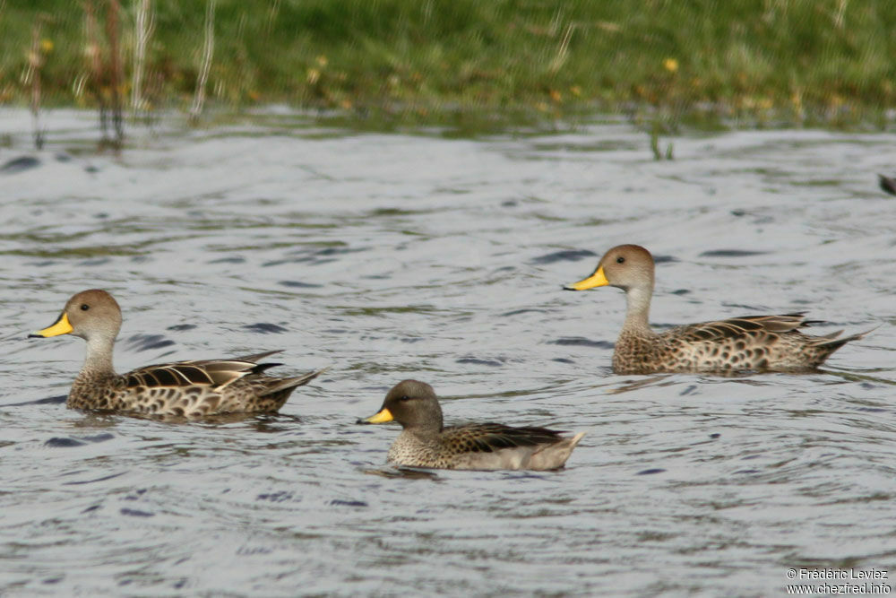 Canard à queue pointueadulte, identification