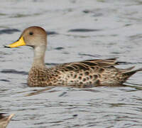 Yellow-billed Pintail