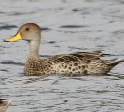 Canard à queue pointue