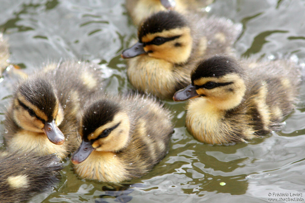 Pacific Black DuckFirst year, identification, Reproduction-nesting