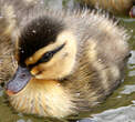 Canard à sourcils