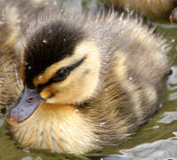 Pacific Black Duck