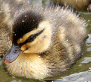 Canard à sourcils