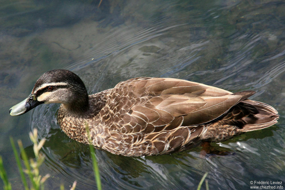 Canard à sourcilsadulte, identification