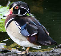 Canard carolin