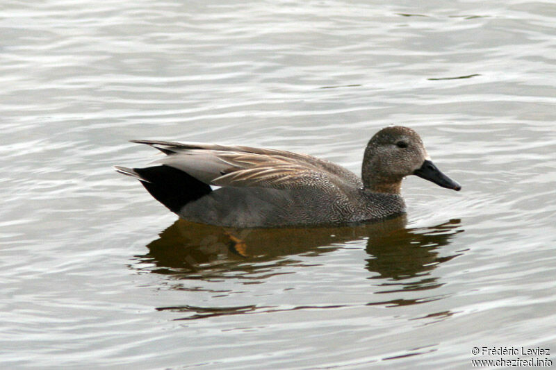 Canard chipeau mâle adulte