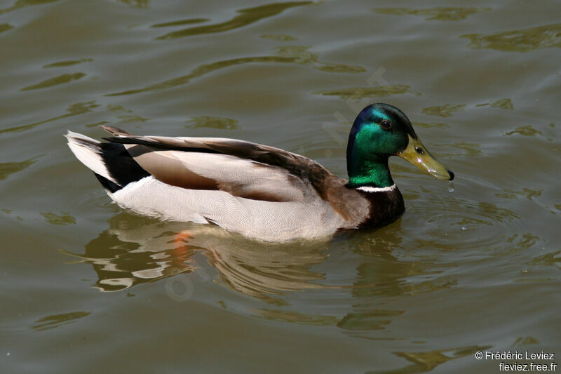 Canard colvert mâle adulte