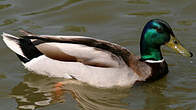 Canard colvert