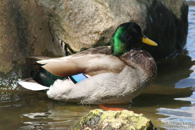 Canard colvert mâle adulte nuptial