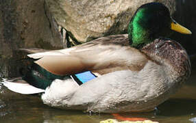 Canard colvert