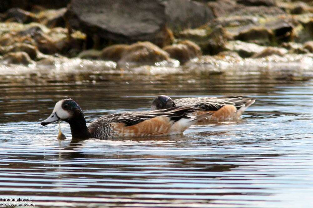 Chiloe Wigeonadult, eats