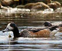 Chiloe Wigeon