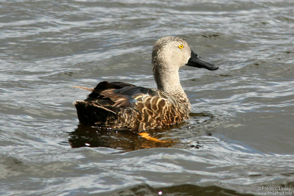 Cape Shoveler male adult, identification