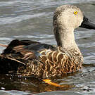 Canard de Smith
