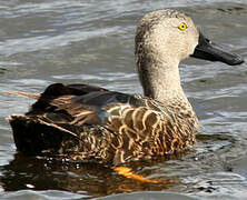 Cape Shoveler