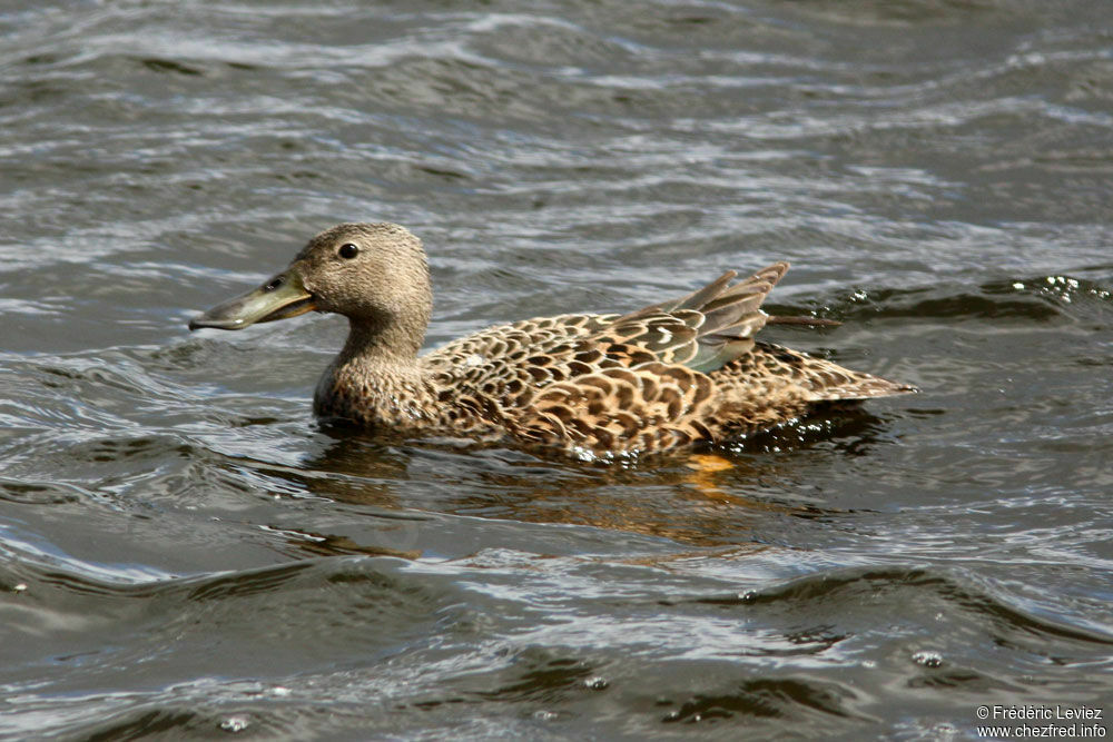 Cape Shoveler female adult, identification