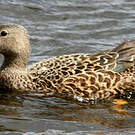 Canard de Smith