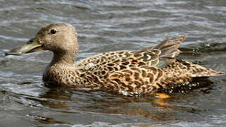 Cape Shoveler