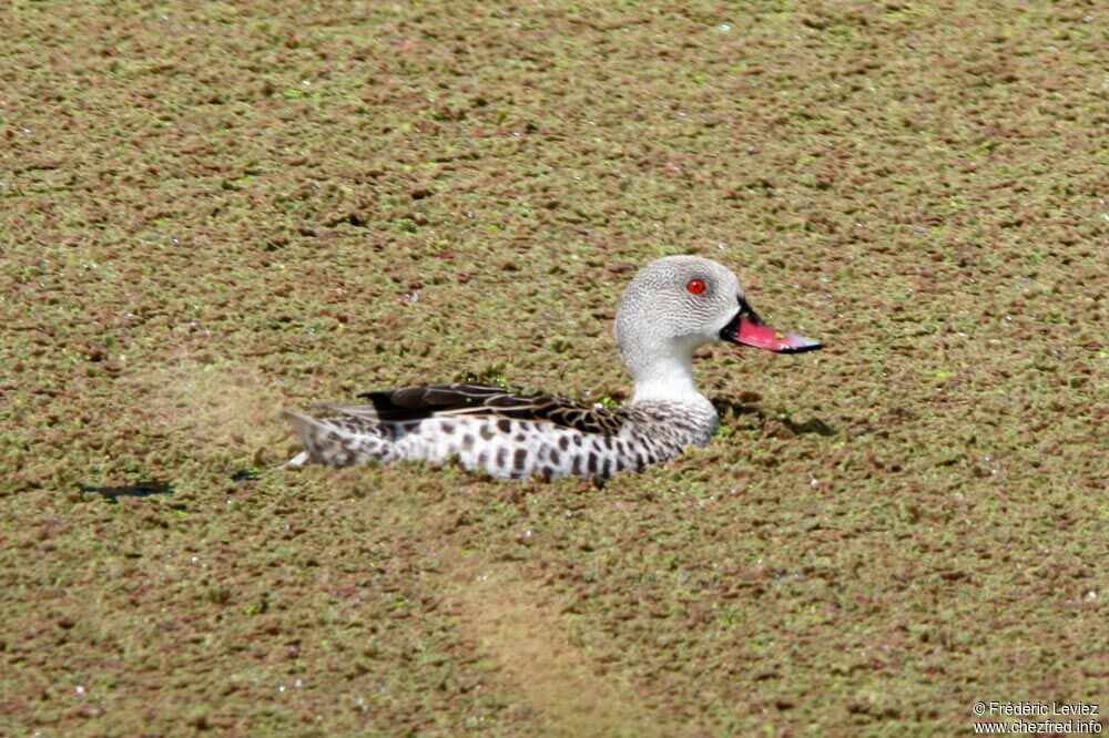 Cape Tealadult, identification