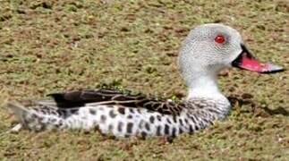 Cape Teal