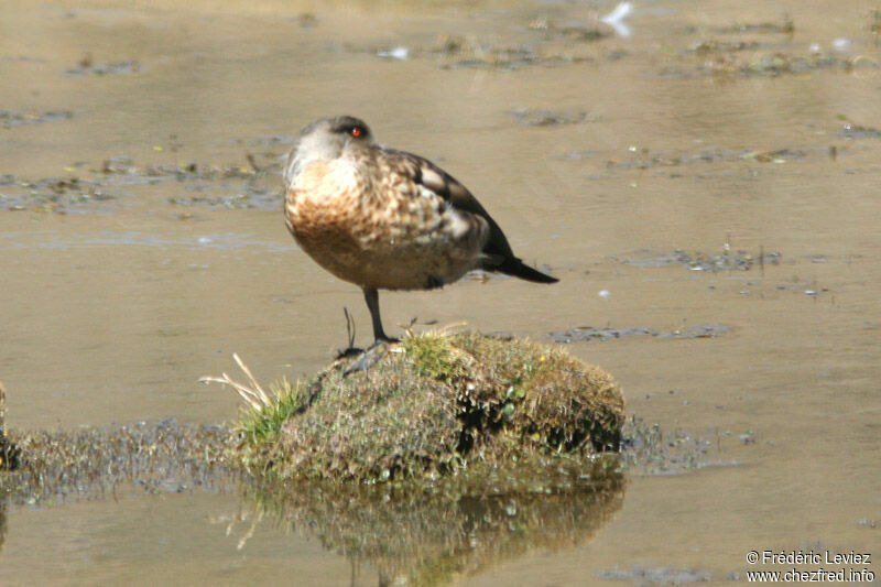 Canard huppéadulte